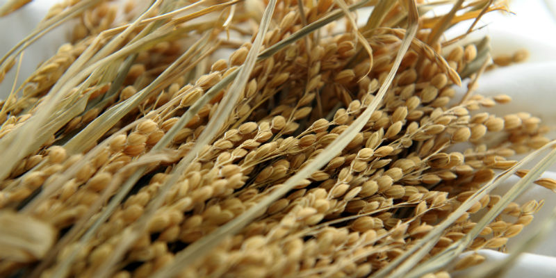 La macrobiótica se basa en los cereales integrales, como el arroz (Pixabay)