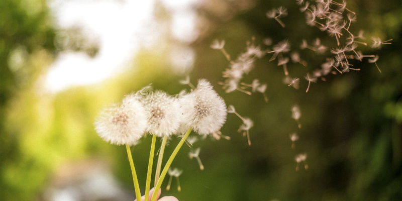 Diente de león (iStock) Diente de león (iStock)