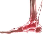 ¿Por qué se nos duermen los pies? Árbol nervioso del pie.