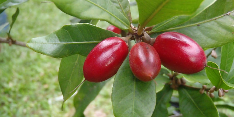 La fruta milagro es un sustituto excelente del azúcar (Wikicommons) La fruta milagro es un sustituto excelente del azúcar (Wikicommons)