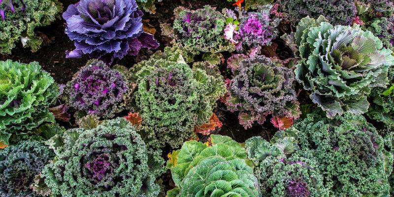 El kale y otras crcíferas aportan vitamina K además de calcio. (Pixabay)