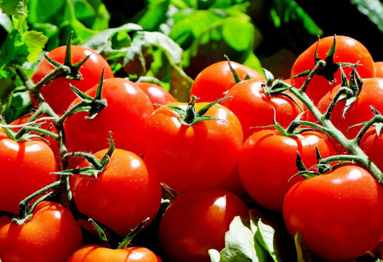 Tomate (Pixabay)