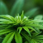 La historia del cáñamo: sus usos desde el descubrimiento de América a la actualidad Los usos del cañamo (iStock)