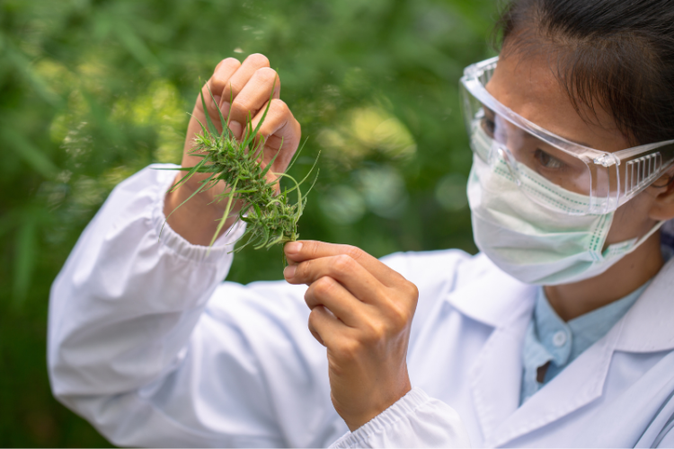 Grandes instituciones como la Organización Mundial de la Salud y la Agencia Mundial de Antidopaje han reconocido el valor terapéutico del CBD (iStock).